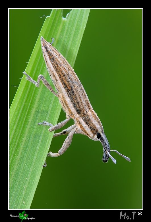 Lixus (Compsolixus) anguinus